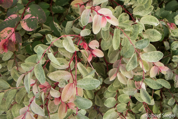 ice cream plant